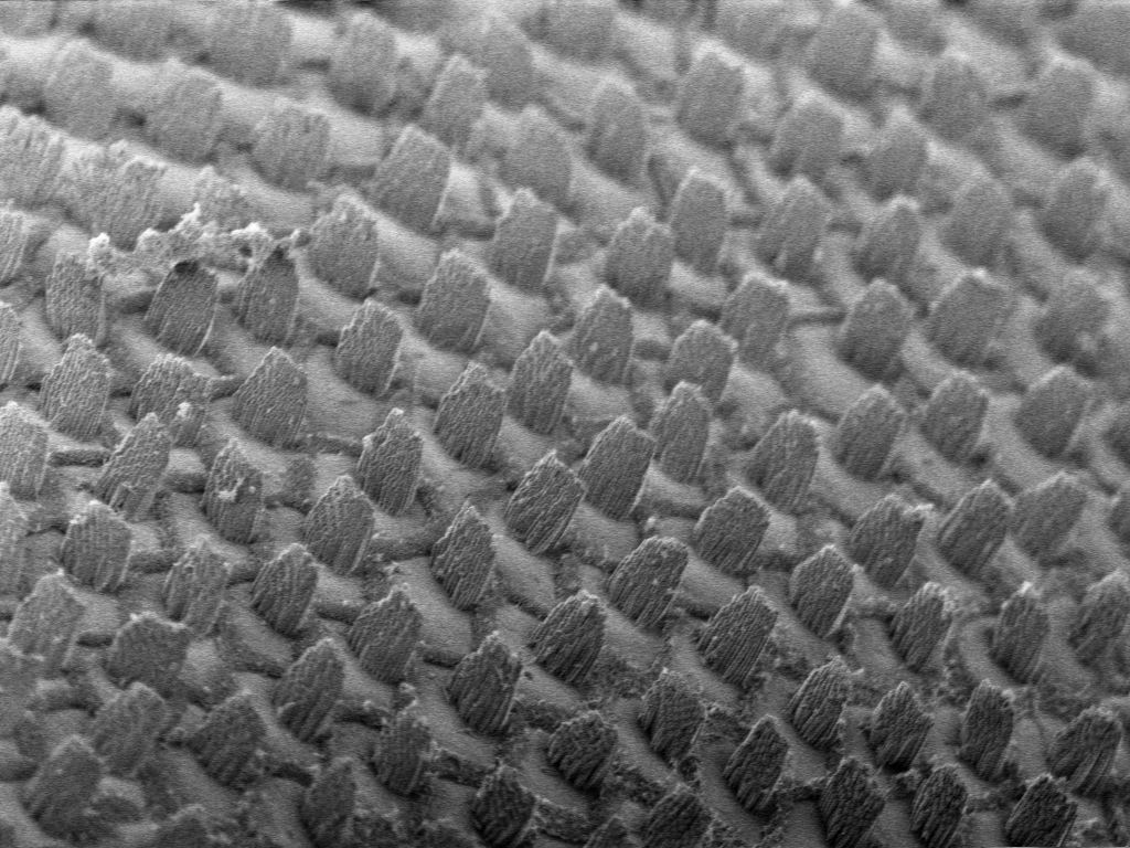 Hair bundles from the chick cochlea.
