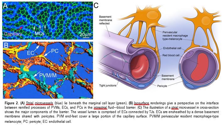 Strial microvessels - Shi Lab OHRC