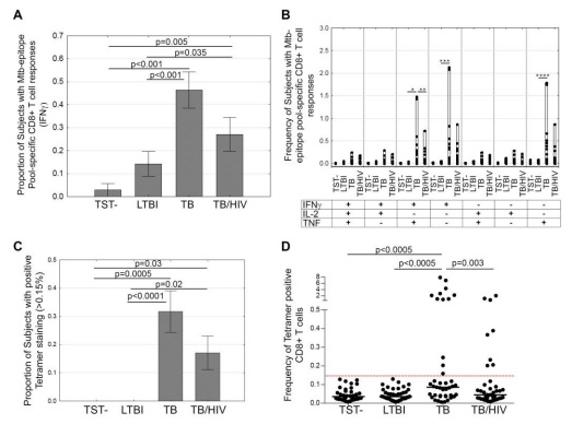 Recognition of CD8+ T cell Epitopes