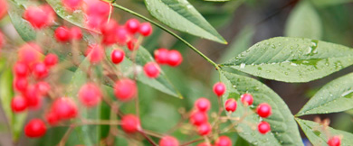 A closeup of a rosacea plant, where the skin condition got its name from