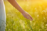 Hand in field