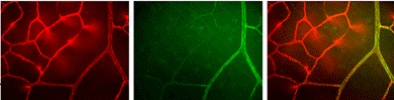 Low light specimen of EphrinB2 and EphB4 Receptor samples