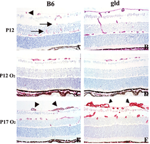 A diagram showing various specimen stains
