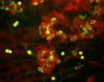 Low light specimen of macrophages
