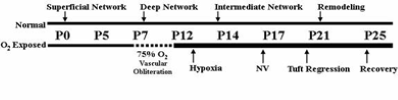 A scientific chart illustrating the timeline of normal postnatal (PN) vascular development and oxygen-induced retinopathy in a mouse's retina.