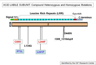 Diagram showing an Acid Labile Subunit
