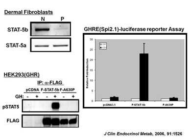 Scientific chart on Dermal Fibroblasts