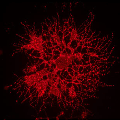 Image of maturation-dependent mechanisms of acute degeneration of the OLlineage from oxygen glucose deprivation (OGD)