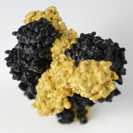 3D-printed model of the extracellular domains of an NMDA receptor