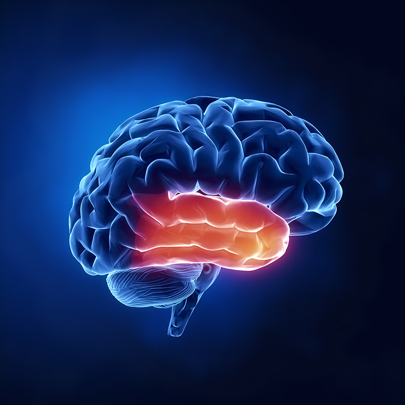 One of the brain’s two temporal lobes is highlighted in this illustration.