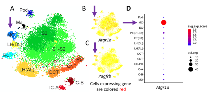 Figure 1 mesangial cell population
