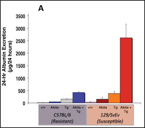 24 hour Albumin excretion in C57bl/6 and 129/SvEv mouse lines.