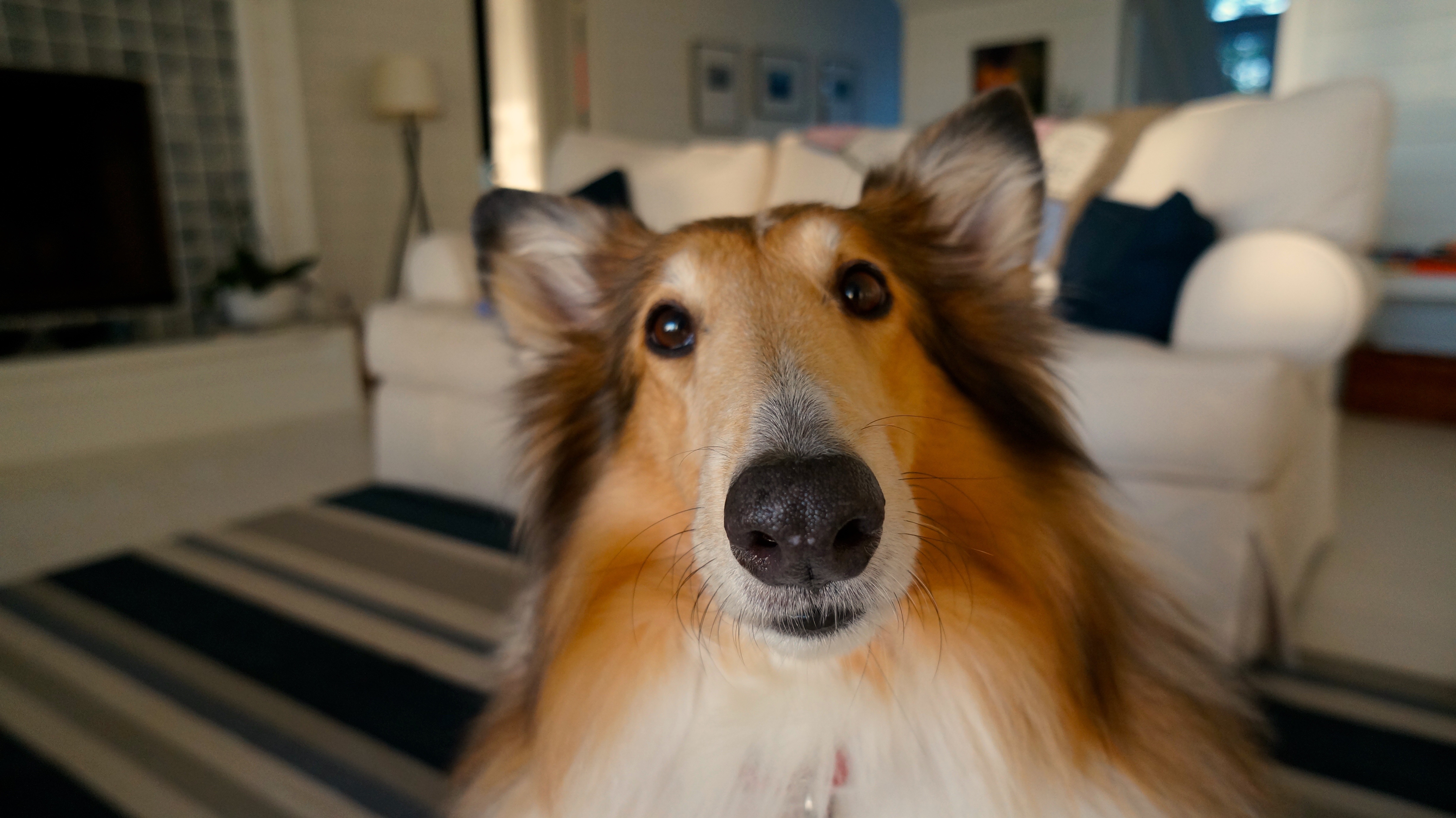 Dog in Home