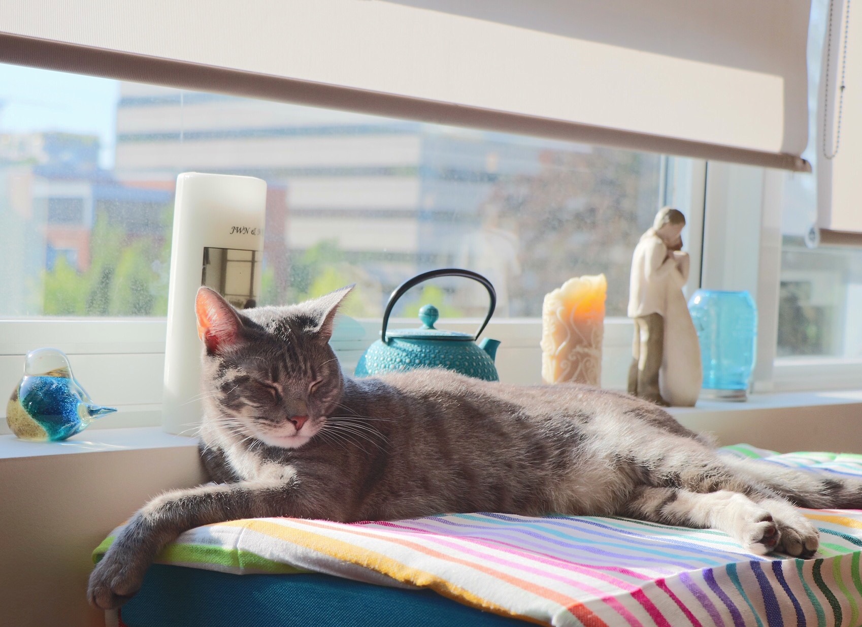 Professor Gus basks in the sun