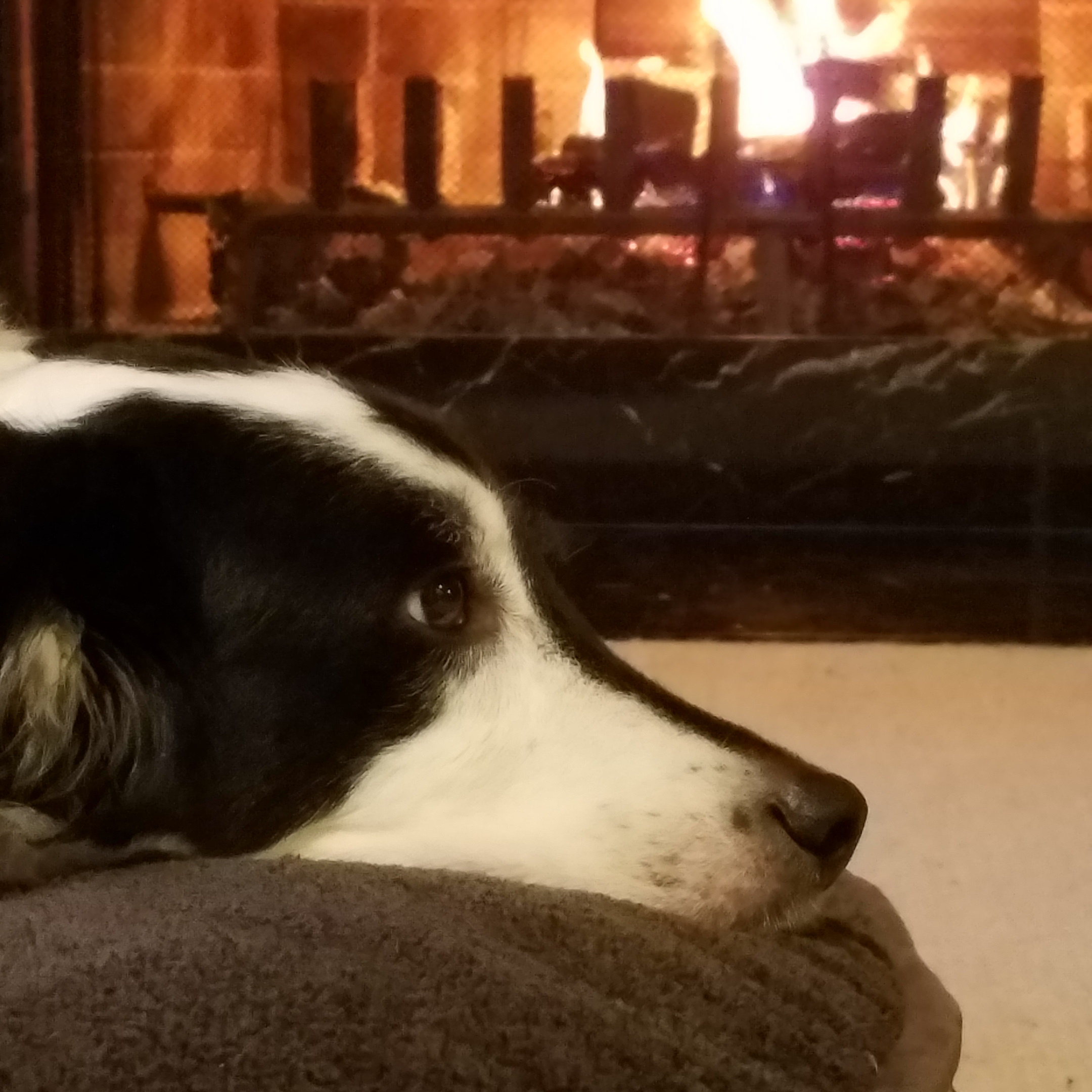A photo of Susan's dog pepper