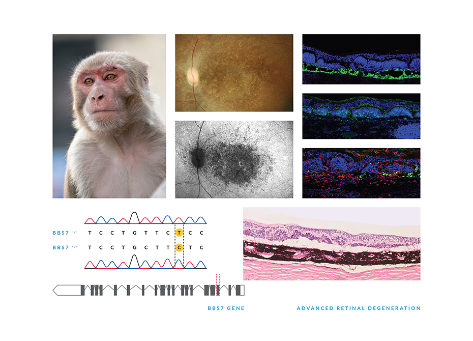 Researchers are able to learn about inherited retinal diseases by watching monkeys