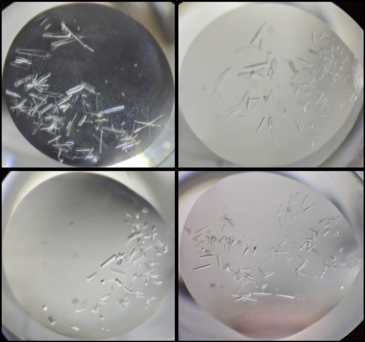 Wild-type and mutant PHM proteins crystallized