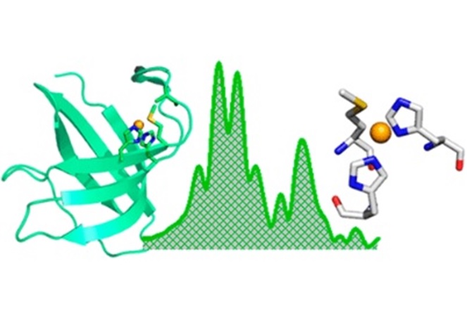 Cus model protein and spectrum