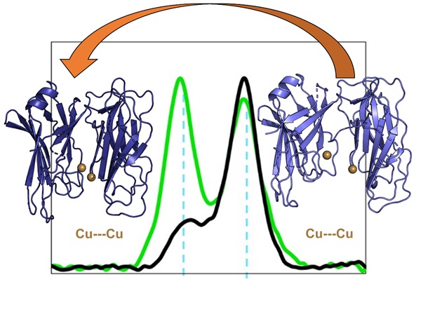 Peptidylglycine alpha-amidating monooxygenase with spectrum
