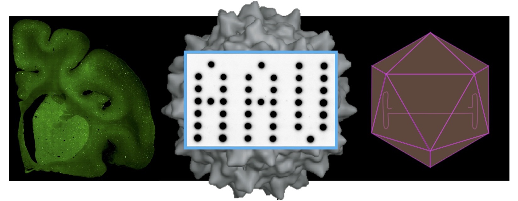 Decorative AAV image