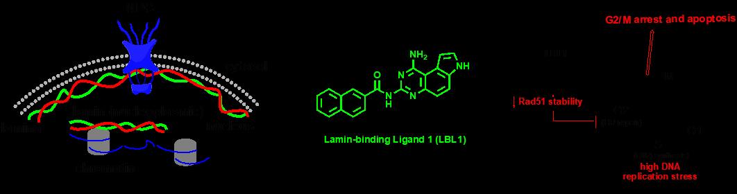 Chemical tools and probes to modulate nuclear lamin functions