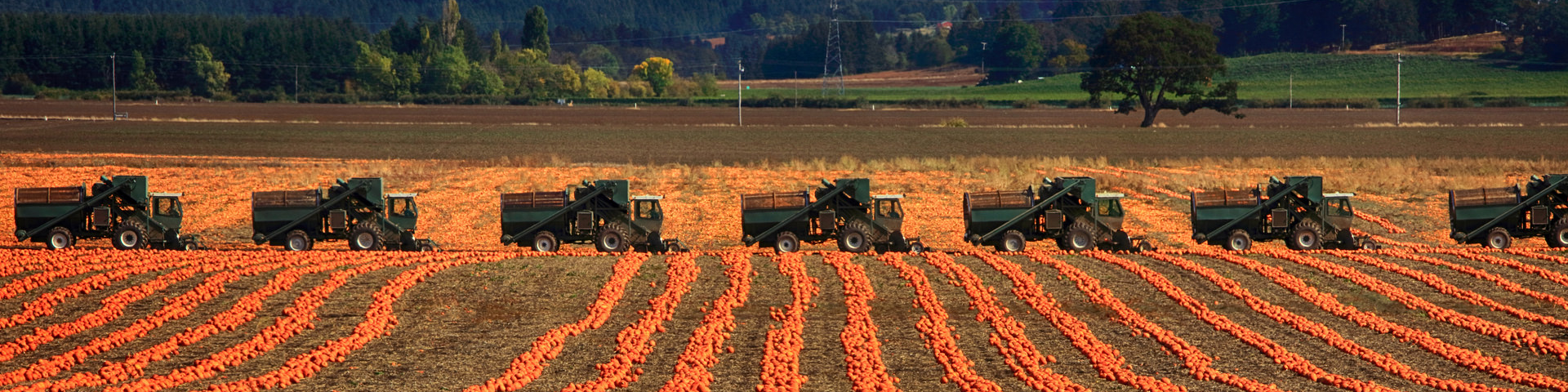 Pumpkin Trucks