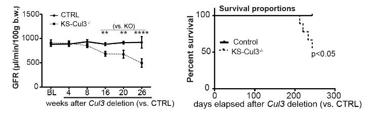 CUL3KO Survival graph vs control animals