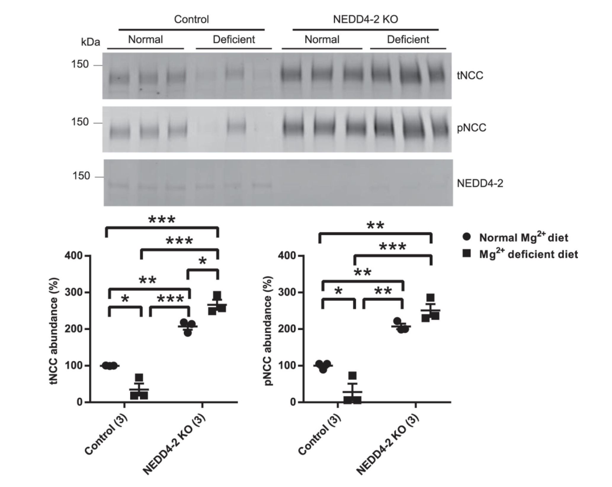 Nedd4 blot and graphs