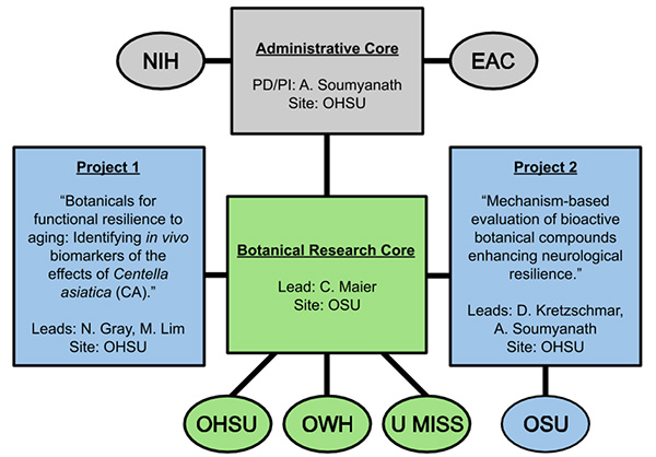 The Administrative Core works with the NIH and EAC. Based at Oregon State University, the Research Core includes members from 博彩网站, Oregon’s Wild Harvest and U Miss. It is responsible for Projects 1 and 2, with OSU being involved with Project 2.