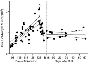 Cardiomyocyte number increases during gestation, but decreases suddenly before birth.