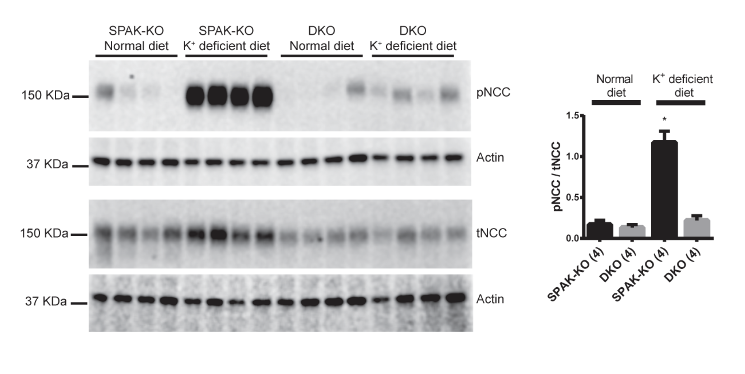 McCormick spak blot normal vs. k deficient diet