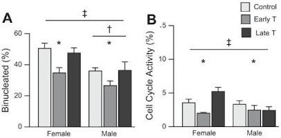 Fetal LV cardiomyocytes following maternal high testosterone