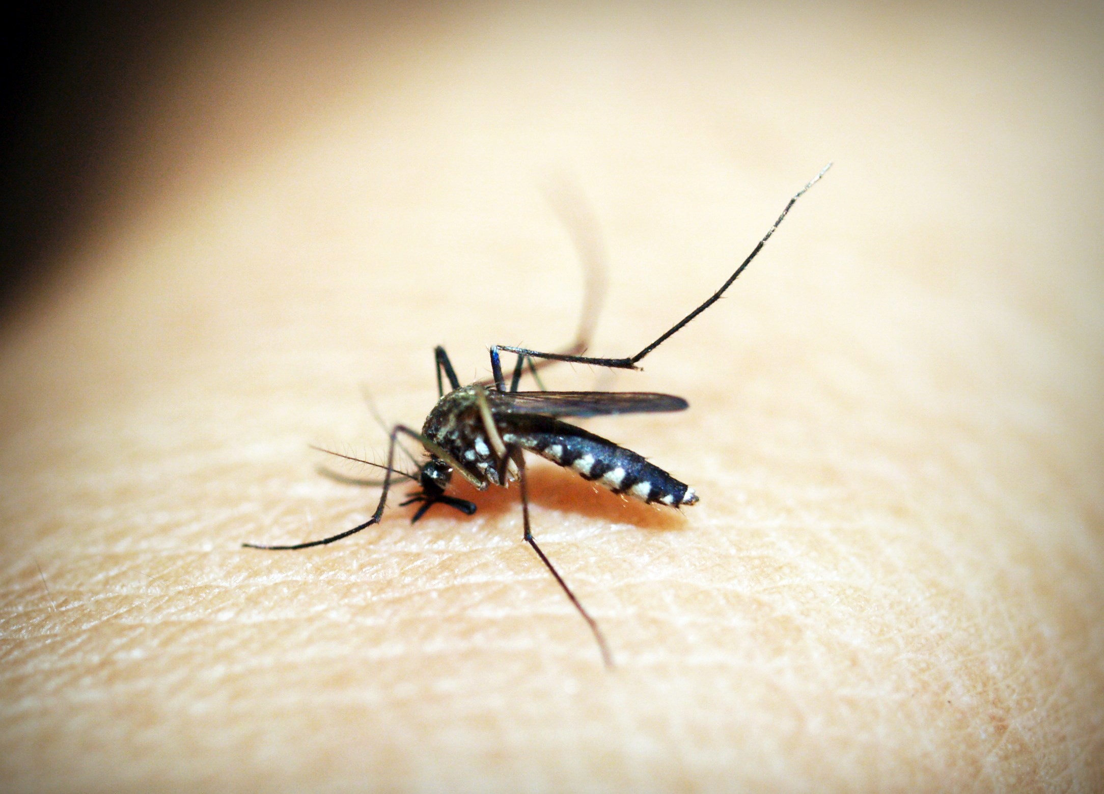 Mosquito on skin