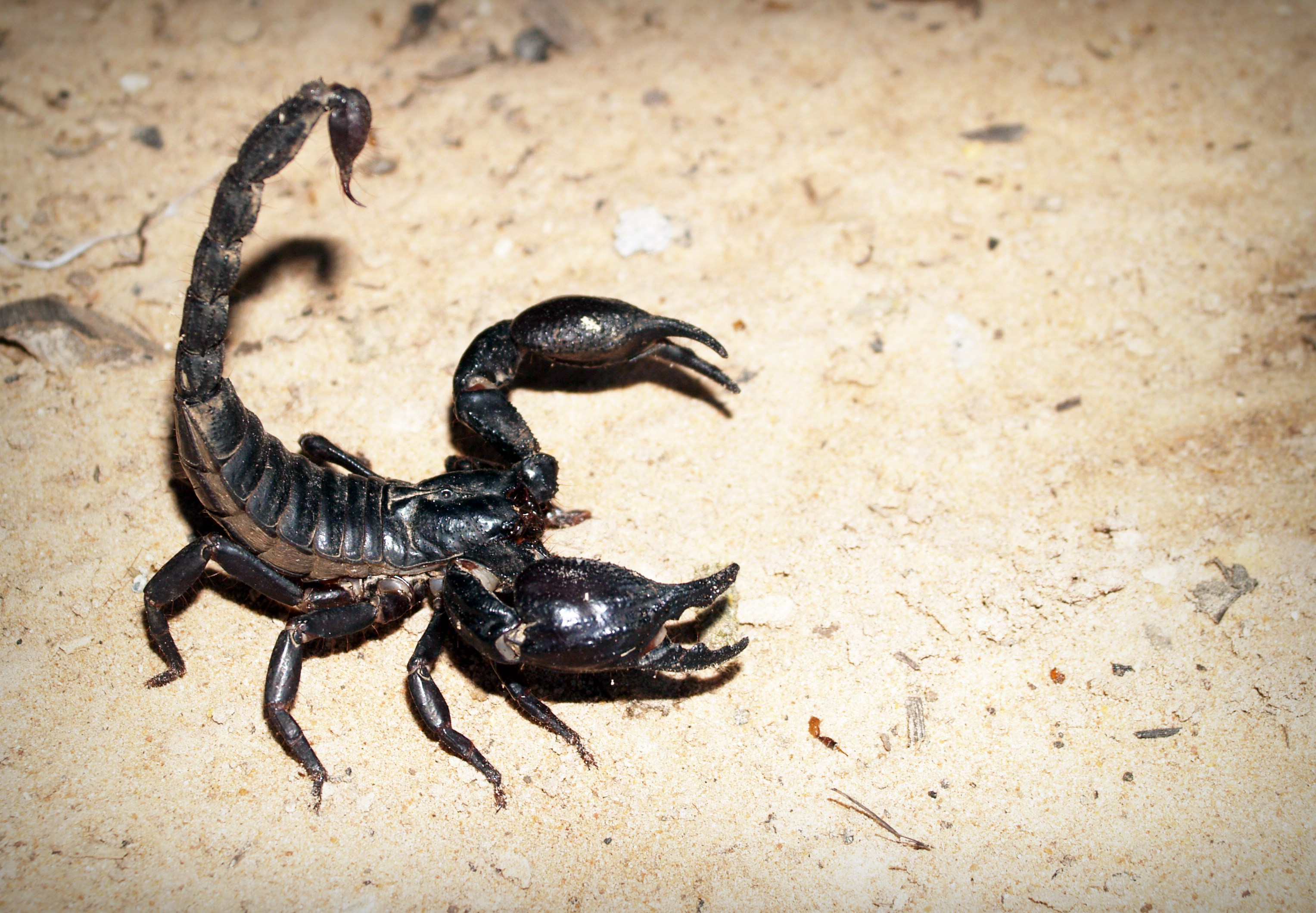 scorpion on the ground