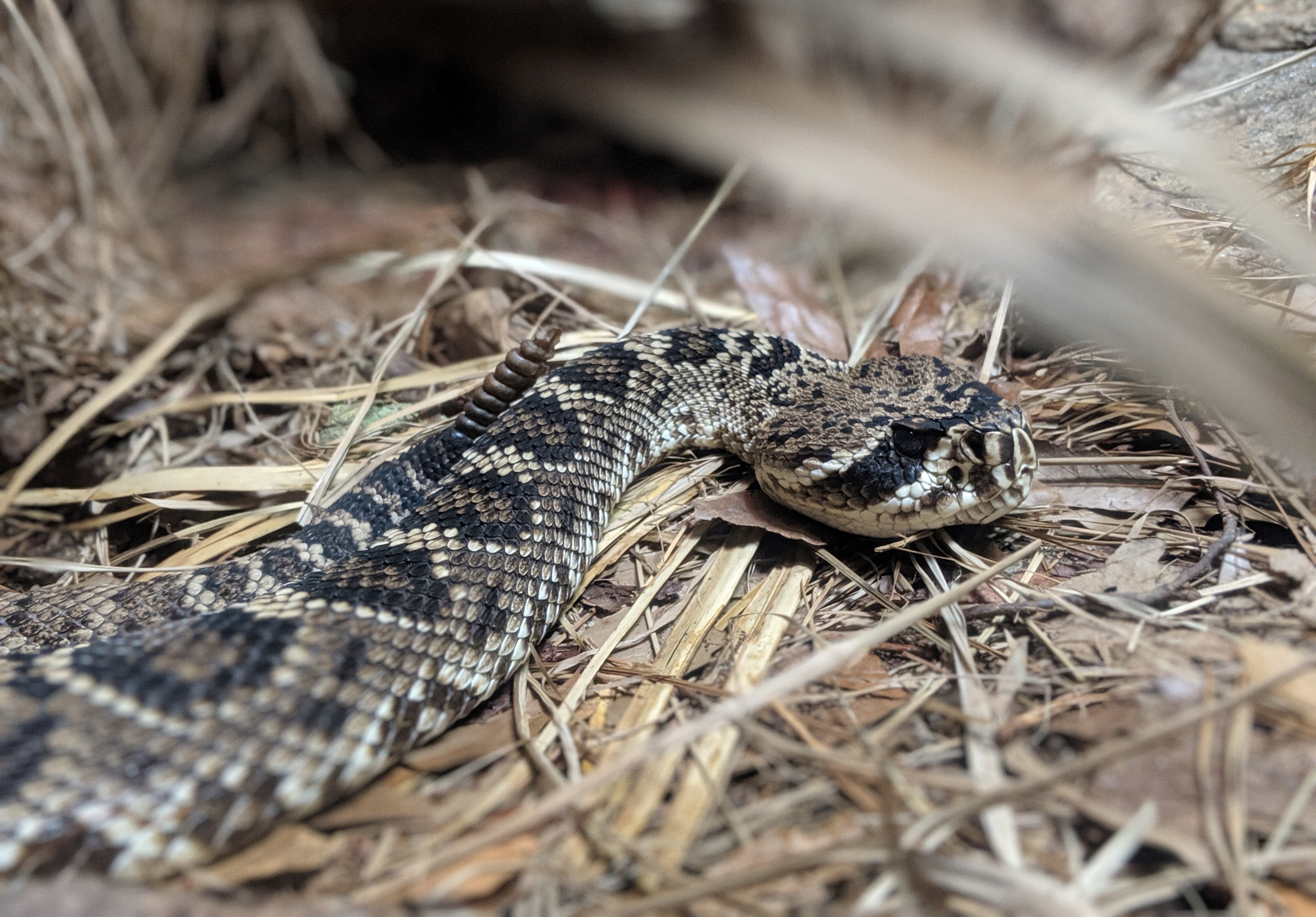 a rattlesnake lies in the grass