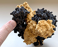 Image of a 3-D printed NMDA receptor from 博彩网站 researchers studying a type of autoimmune encephalitis called Anti-NMDAR receptor encephalitis