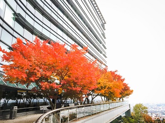 Photo of Kohler with orange trees