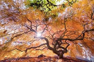 IM Wellness Tree