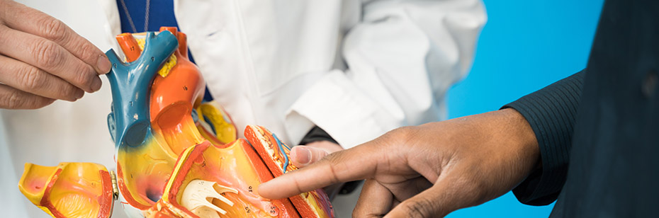A photo of a doctor holding a model of a heart as another person's hands are seen pointing to a specific area of the model.