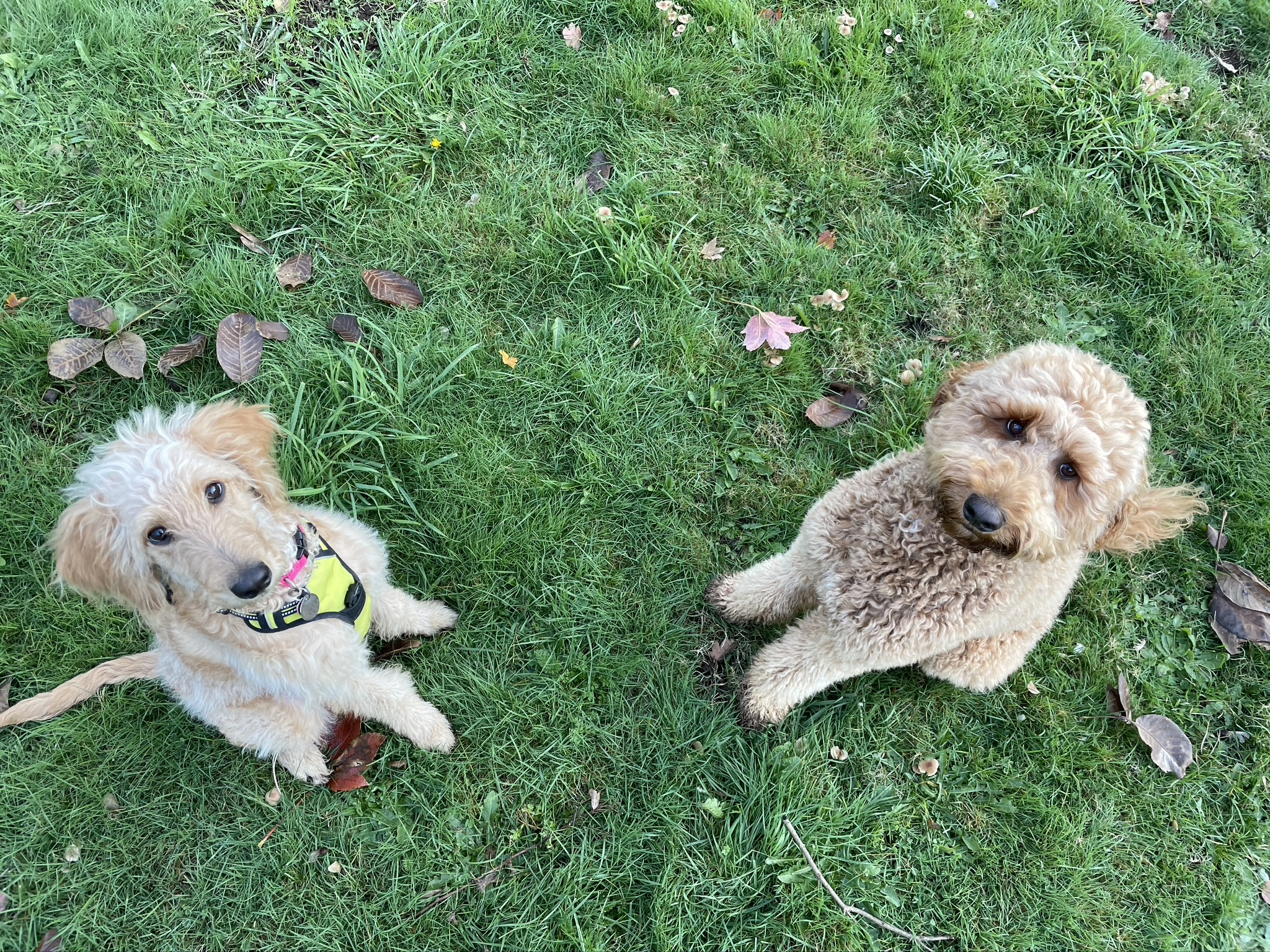 Tacoma and Willa