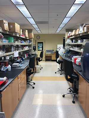 Maloyan Lab research laboratory