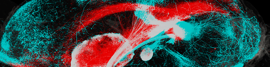 Neuronal pathways in the mouse brain labeled with pseudocolor