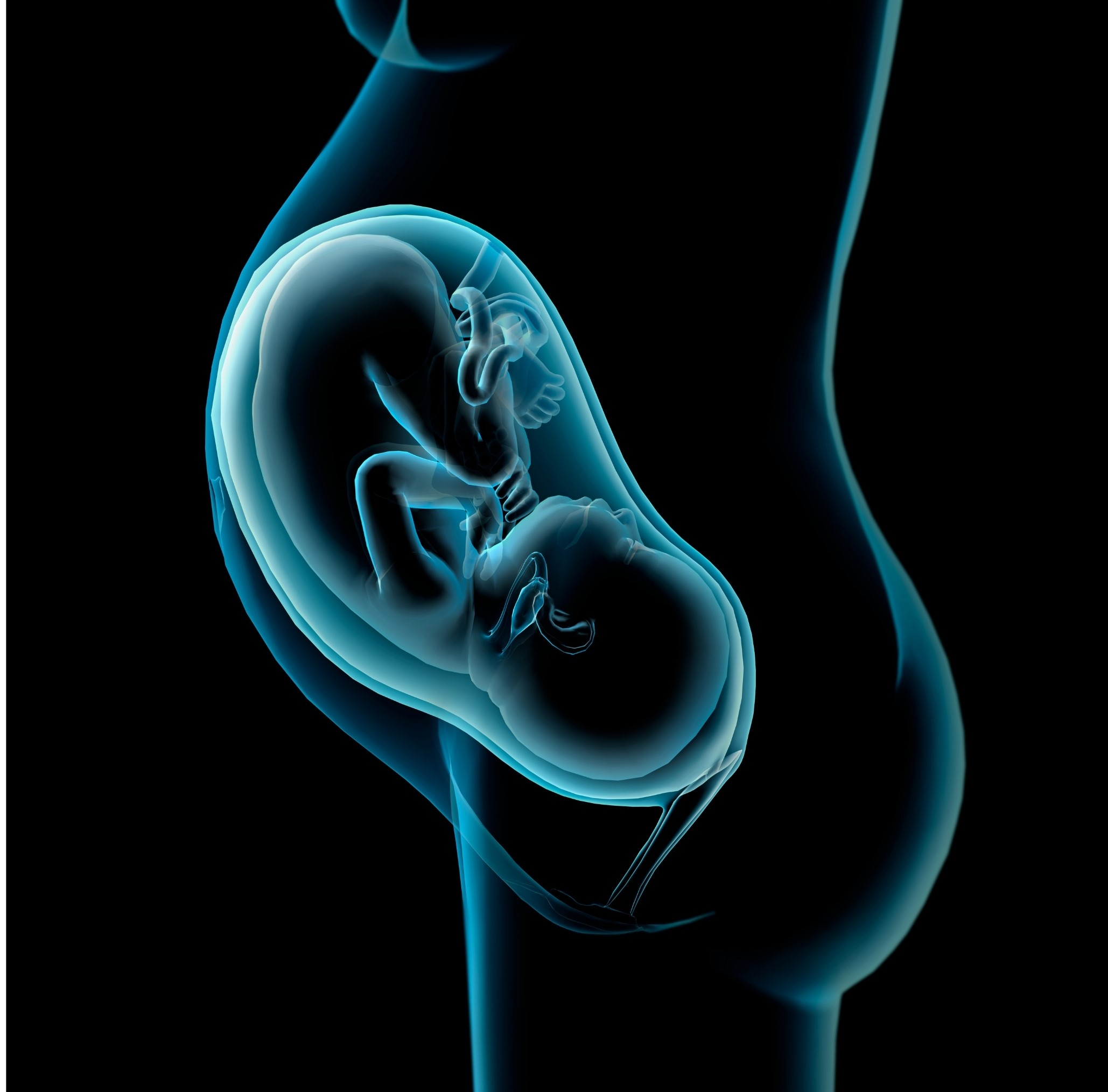 Graphic of fetus in womb