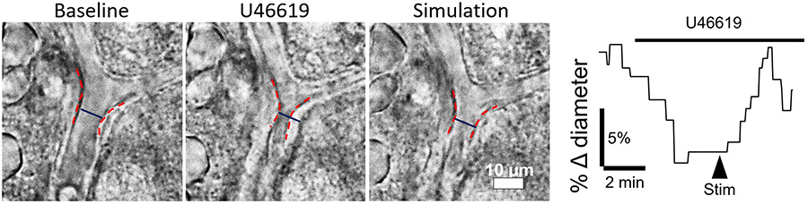 Three images and a graph describing the showing the response to U46619 and stimulation