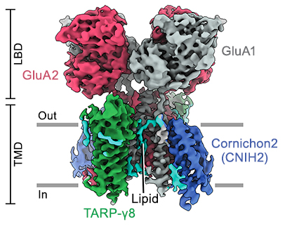 3D reconstruction of the hippocampal AMPA receptor
