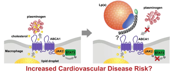 Increased cardiovascular disease risk?