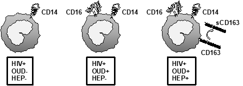 A diagram of sCD163 cells shedding off the surface of monocytes.