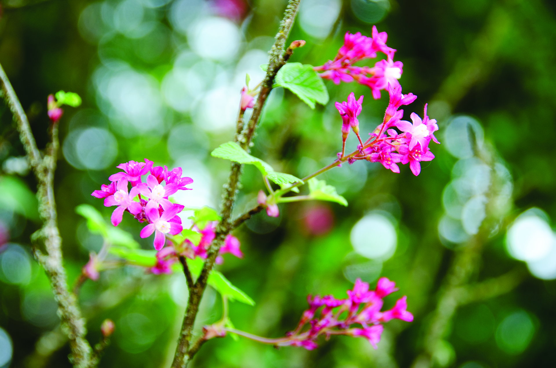 Pink flower