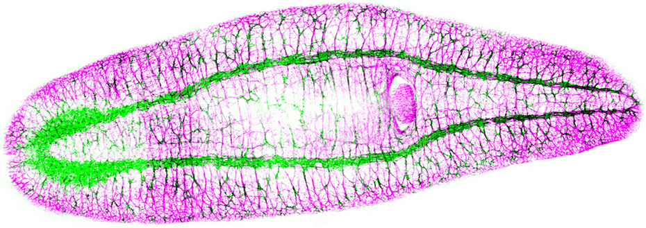 A microscopic image of a stem cell, appearing bright purple with a green inner border.
