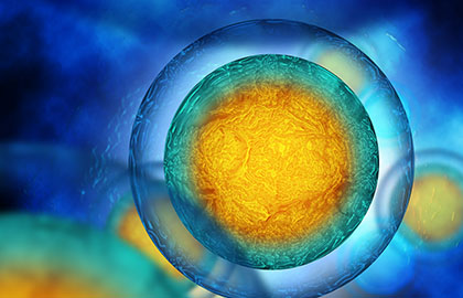 Microscopic view of a cell with a nucleus.